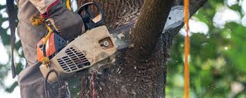 Best Tree and Shrub Care  in Hayward, WI