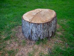 How Our Tree Care Process Works  in  Hayward, WI