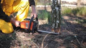 Best Stump Grinding and Removal  in Hayward, WI