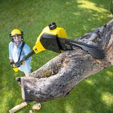 Best Tree Mulching  in Hayward, WI