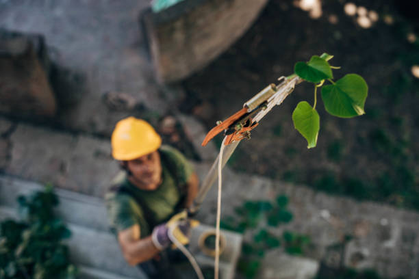 Best Tree Trimming and Pruning  in Hayward, WI