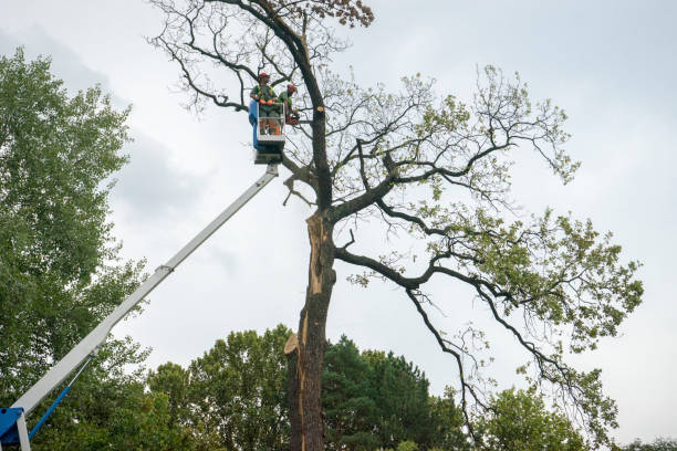 Best Hazardous Tree Removal  in Hayward, WI