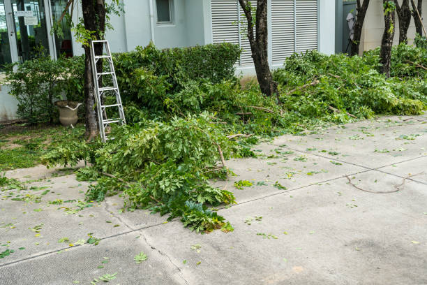 Best Tree Risk Assessment  in Hayward, WI