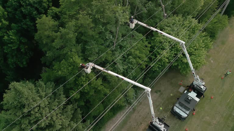 Best Commercial Tree Services  in Hayward, WI
