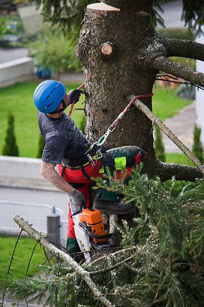 Best Tree Disease Treatment  in Hayward, WI