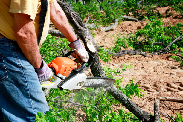 Best Tree Removal  in Hayward, WI